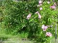 2005-0612coxs (9)